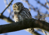 Little Owl 
